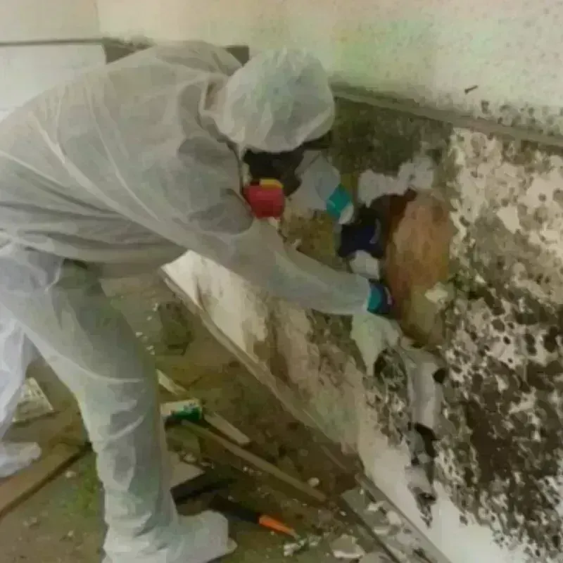 Mold Remediation and Removal in Howard City, MI